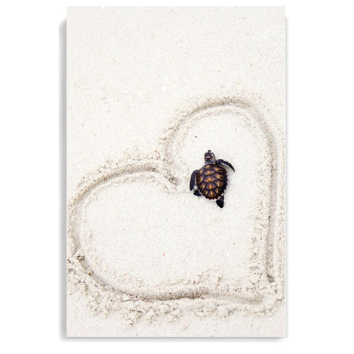 A coastal wall art photo print of a turtle on the beach unframed, printed edge to edge without a white border
