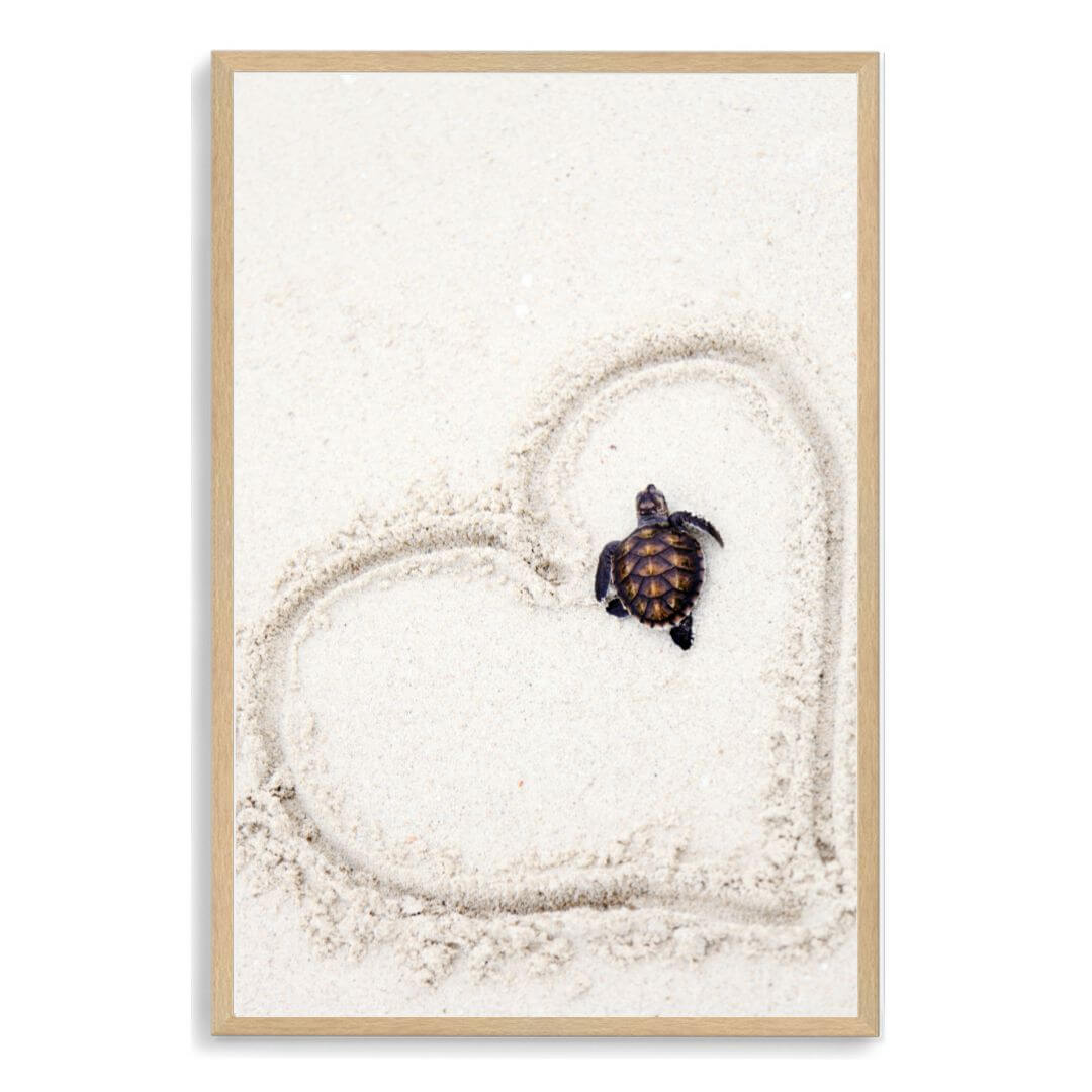 A wall art photo print of a turtle on the beach with a timber frame, no white border at Beautiful HomeDecor