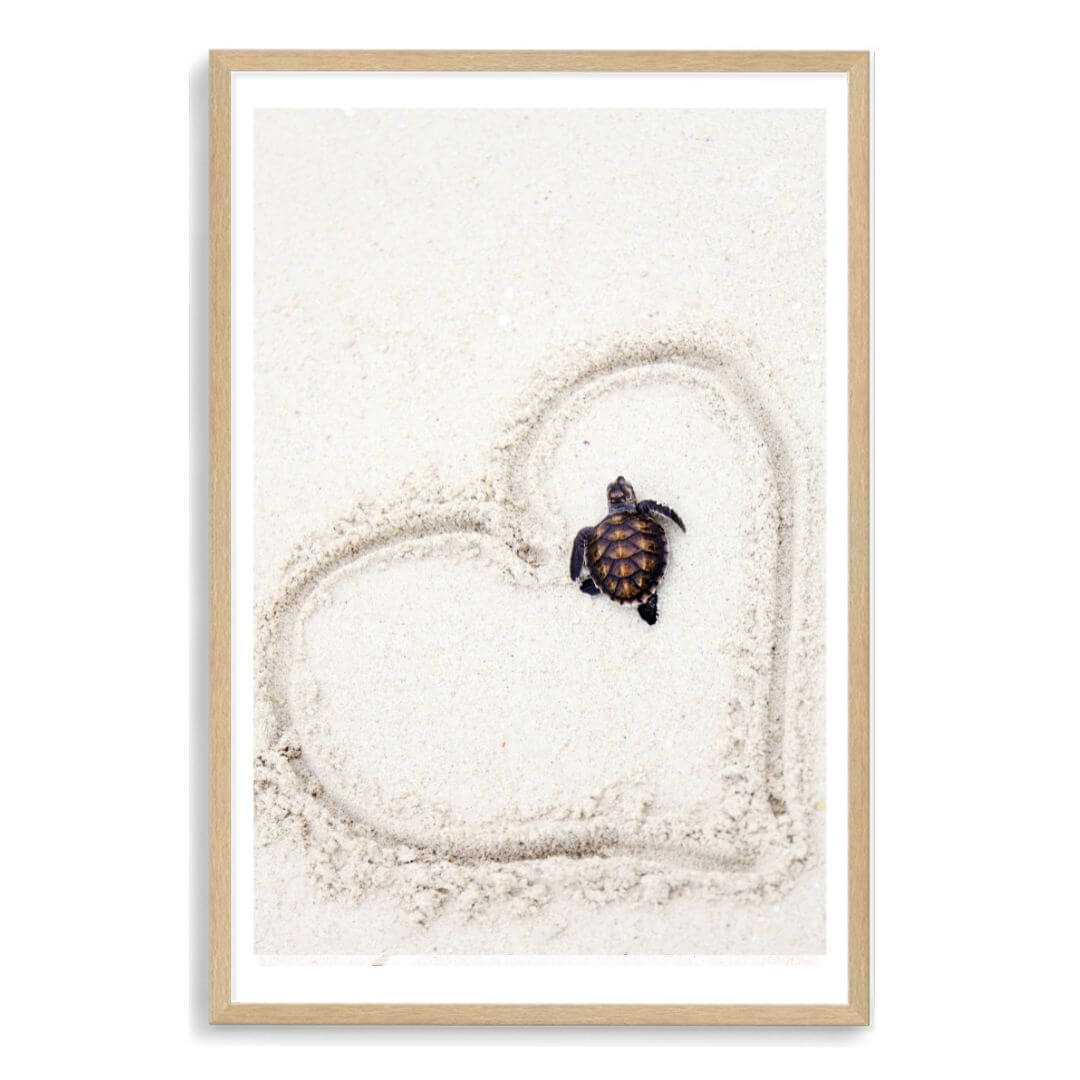 A wall art photo print of a turtle on the beach with a timber frame, white border by Beautiful Home Decor