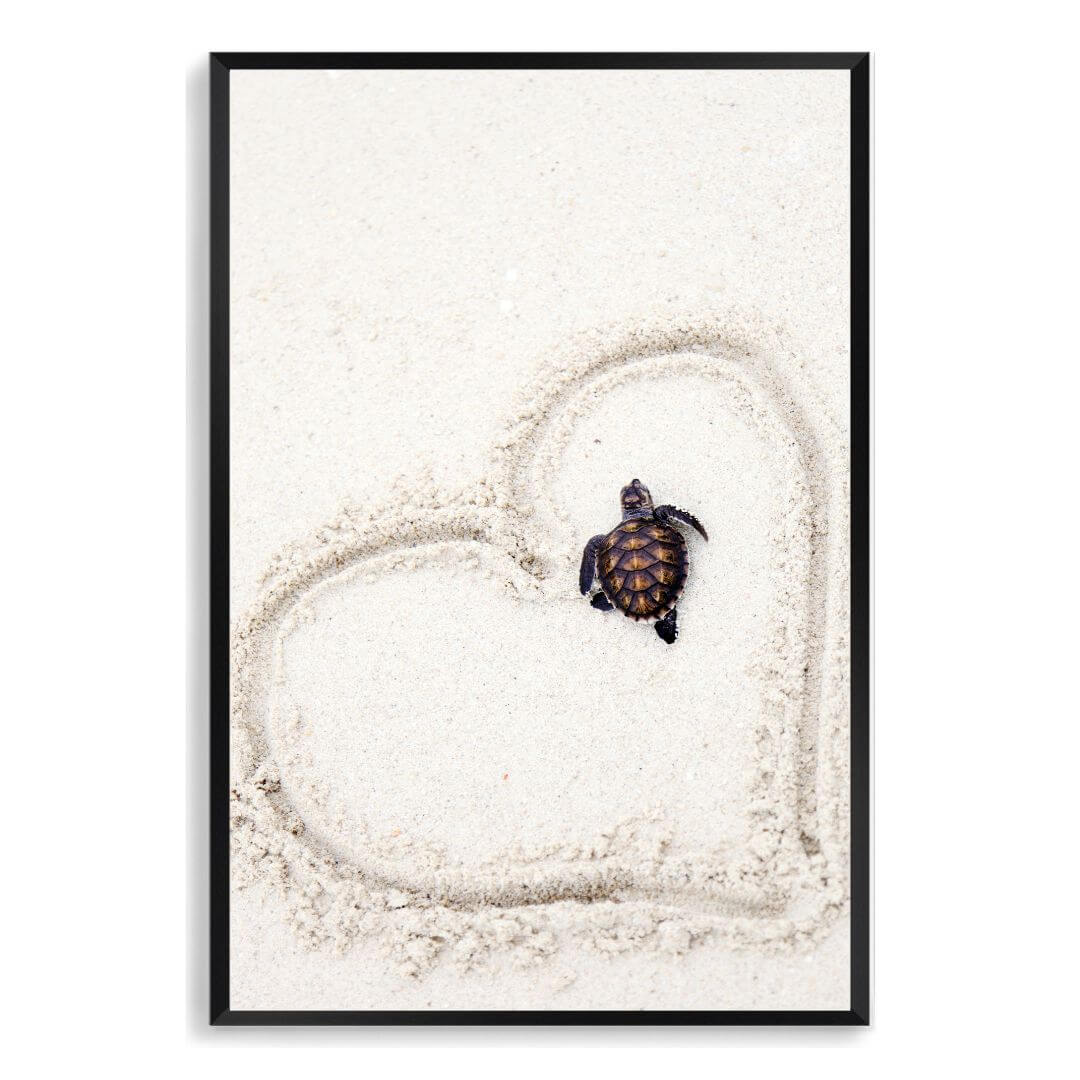 A wall art photo print of a turtle on the beach with a black frame, no white border at Beautiful HomeDecor