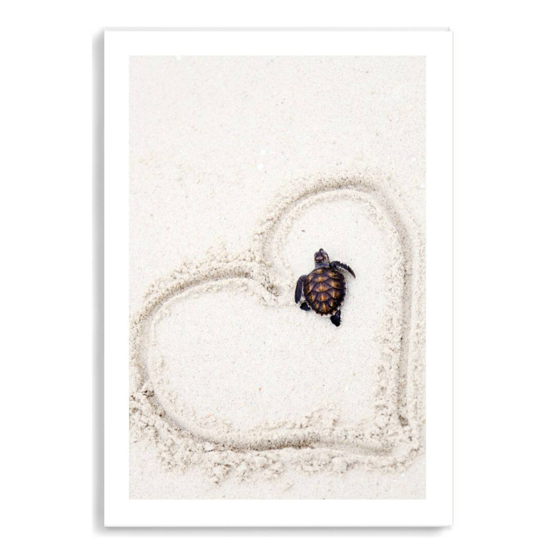 A coastal wall art photo print of a turtle on the beach unframed with a white border by Beautiful Home Decor