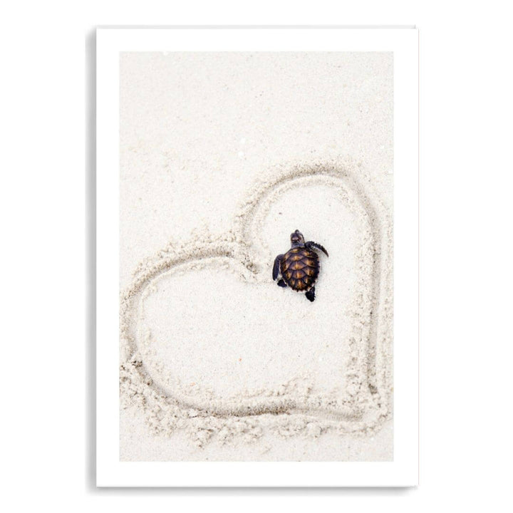 A coastal wall art photo print of a turtle on the beach unframed with a white border by Beautiful Home Decor