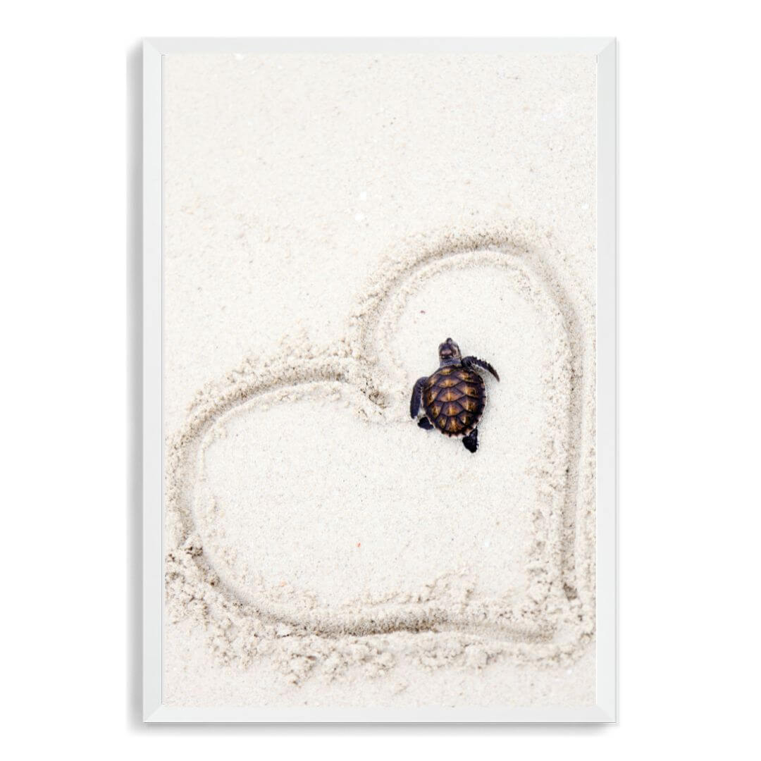 A wall art photo print of a turtle on the beach with a white frame, no white border at Beautiful HomeDecor