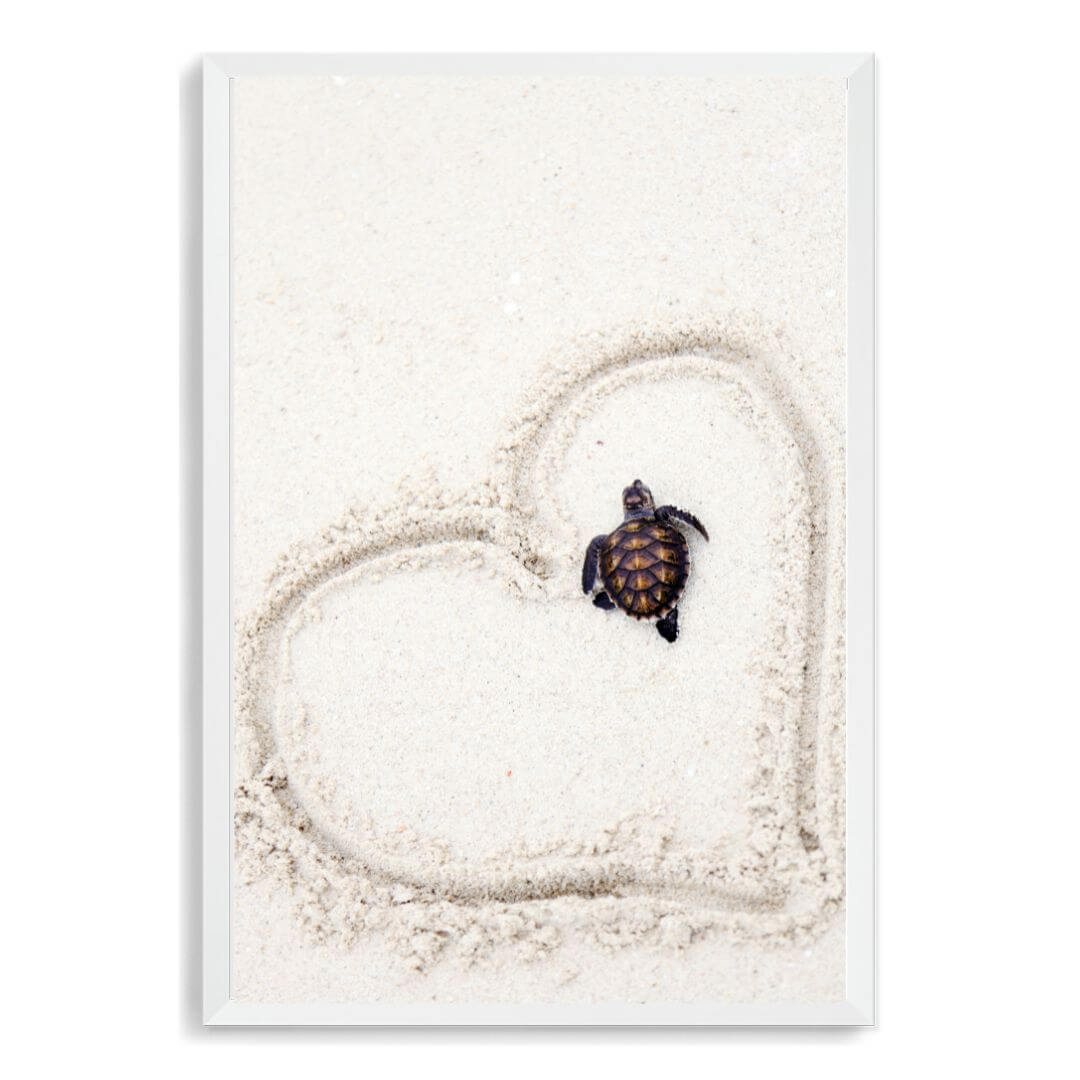 A wall art photo print of a turtle on the beach with a white frame, no white border at Beautiful HomeDecor