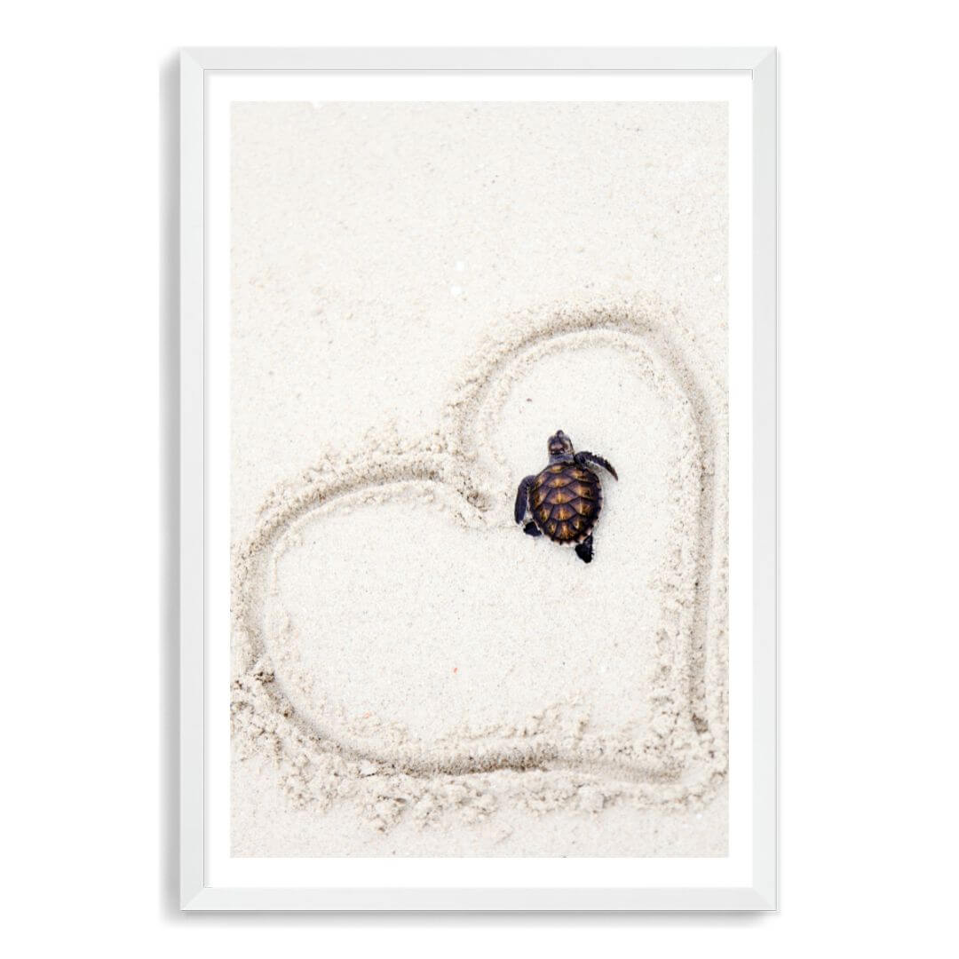 A wall art photo print of a turtle on the beach with a white frame, white border by Beautiful Home Decor