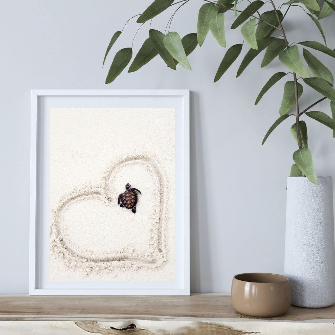 A wall art photo print of a turtle on the beach with a white frame or unframed to decorate an empty wall