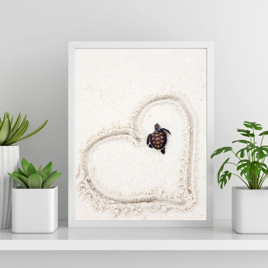 A coastal wall art photo print of a turtle in a heart on the beach with a white frame or unframed to style shelves and empty walls