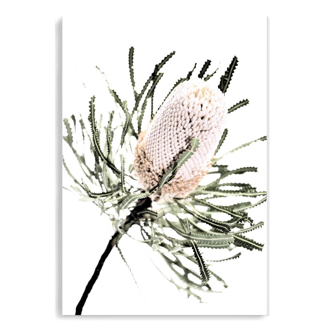 A wall art print of an Australian Native Banksia Floral A unframed and no white border also available framed.