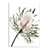 A wall art print of an Australian Native Banksia Floral A unframed and no white border also available framed.