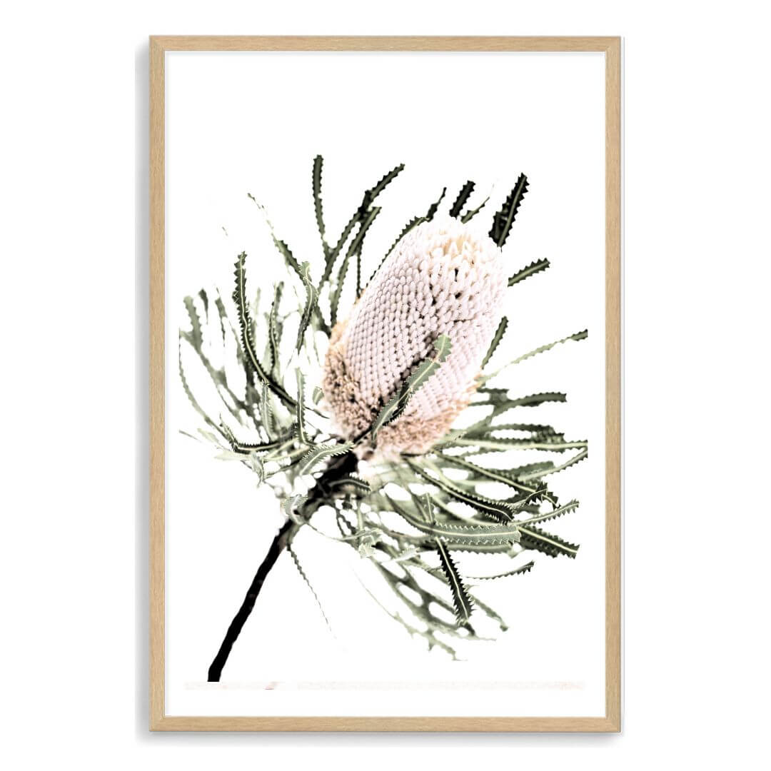 A wall art print of an Australian Native Banksia Floral A with a timber frame and white border also available unframed.