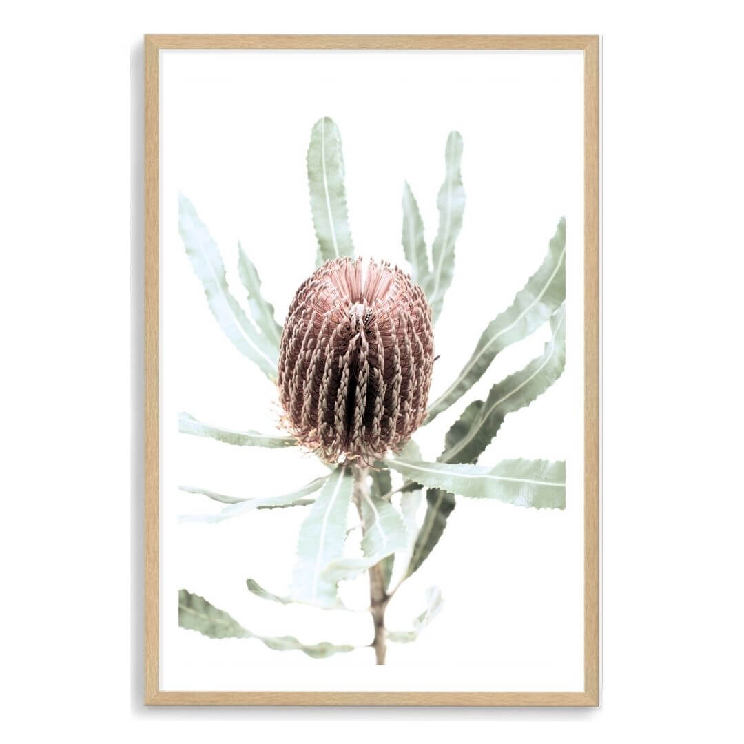 The wall art print of an Australian Native Banksia Floral B with a timber frame and white border also available unframed.