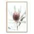 The wall art print of an Australian Native Banksia Floral B with a timber frame and white border also available unframed.