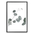 A wall art photo print of an Australian native eucalyptus leaves B with a black frame, white border by Beautiful Home Decor