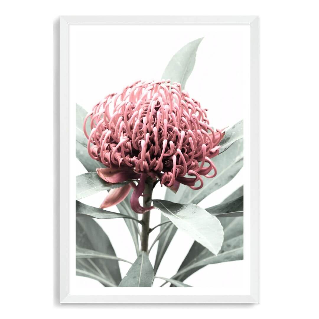 A wall art photo print of a red Australian native waratah flower A with a white frame, white border by Beautiful Home Decor