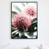 2 Australian Native Waratah Flowers B Wall art photo print with a black frame or unframed to decorate an empty wall, a native Australian wall art