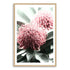 2 Australian Native Waratah Flowers B Wall art photo print with a timber frame, white border by Beautiful Home Decor
