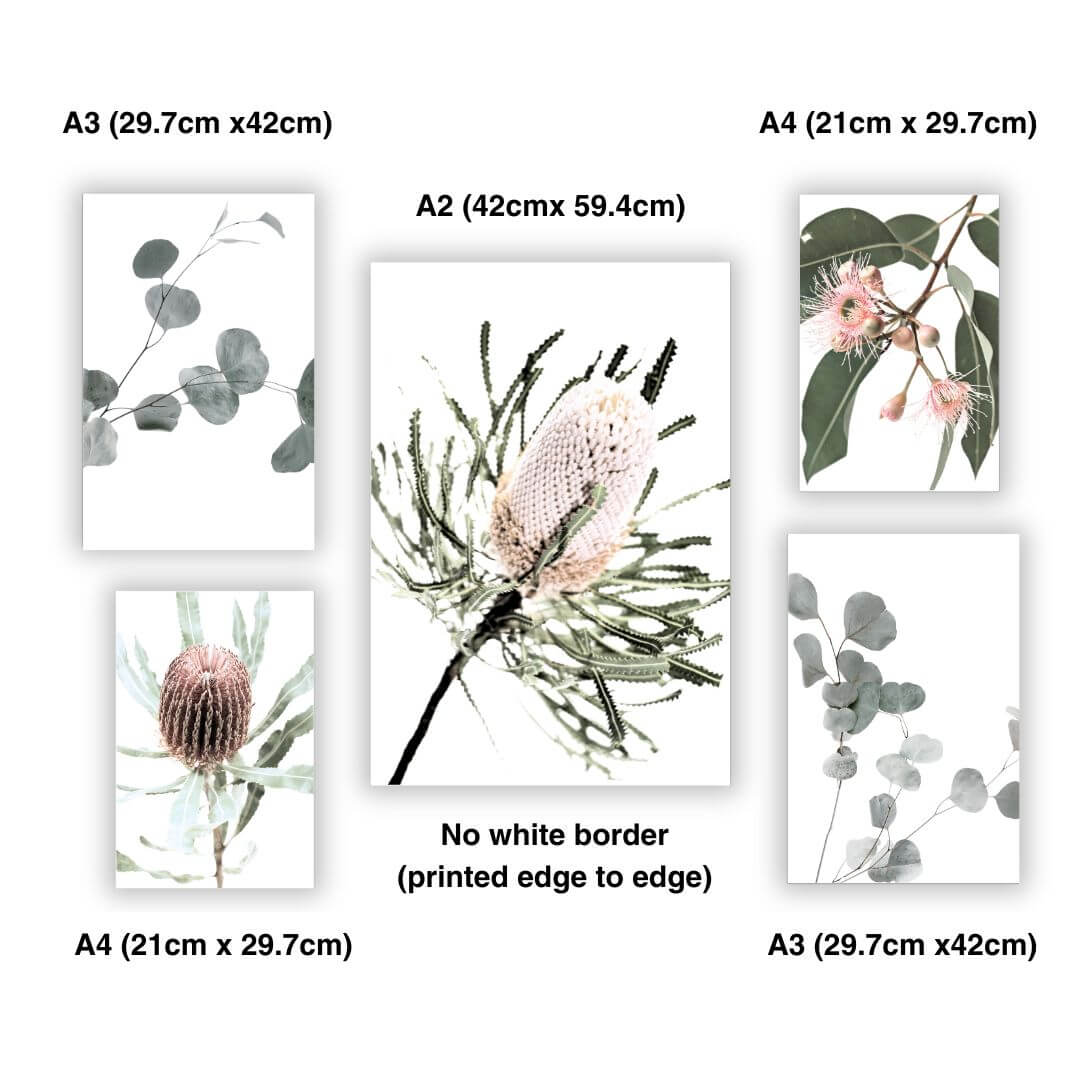Australian Natives gallery wall art prints set unframed without a white border