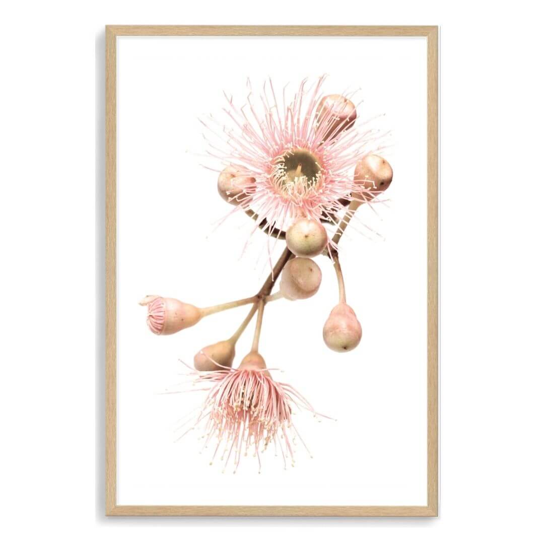A wall art photo print of native gum eucalyptus flower b with a timber frame, white border by Beautiful Home Decor