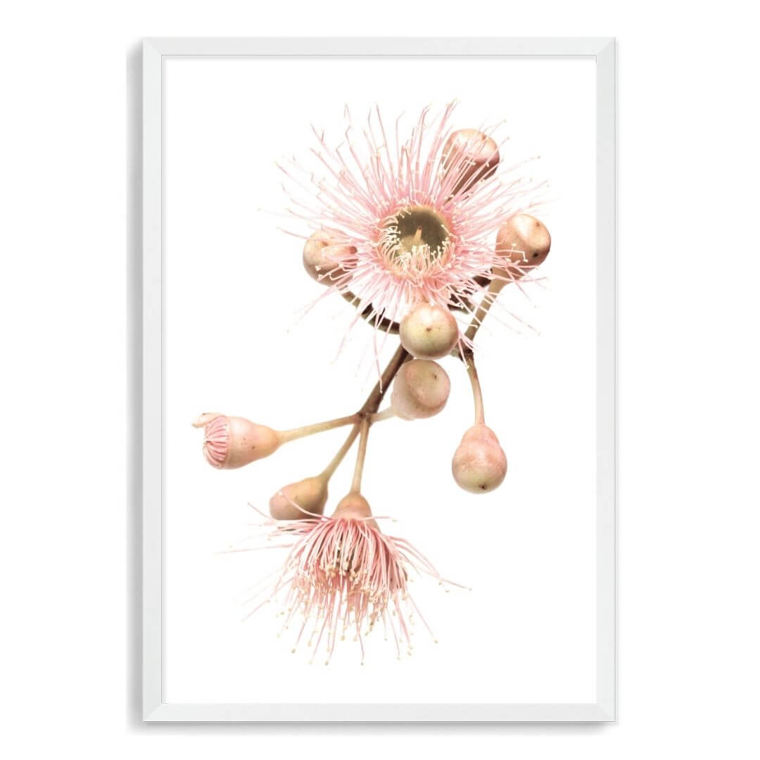 A wall art photo print of native gum eucalyptus flower b with a white frame, white border by Beautiful Home Decor