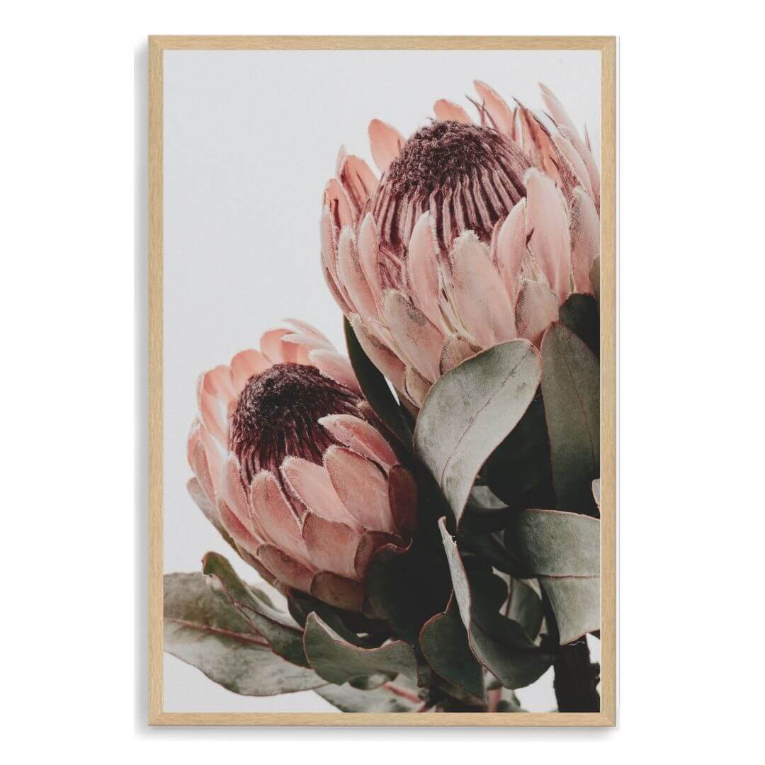 The wall art photo print of a peach protea floral b with a timber frame, no white border at Beautiful HomeDecor