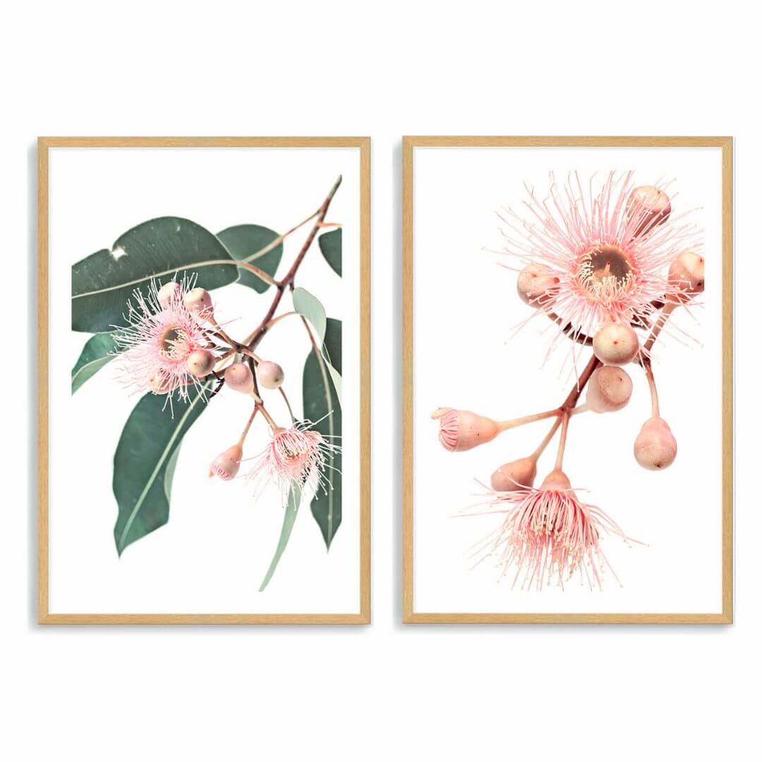 Set_of_Native_Gum_Eucalyptus_Flowers_A_and_B_Wall_Art_Prints_Beautiful_Home_Decor_Wall_Art_Photograph_Picture_Artwork_Print_Framed_Unframed_Canvas_1