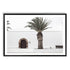 A wall art photo print of a white Spanish Church with a Palm Tree  with a black frame, white border by Beautiful Home Decor