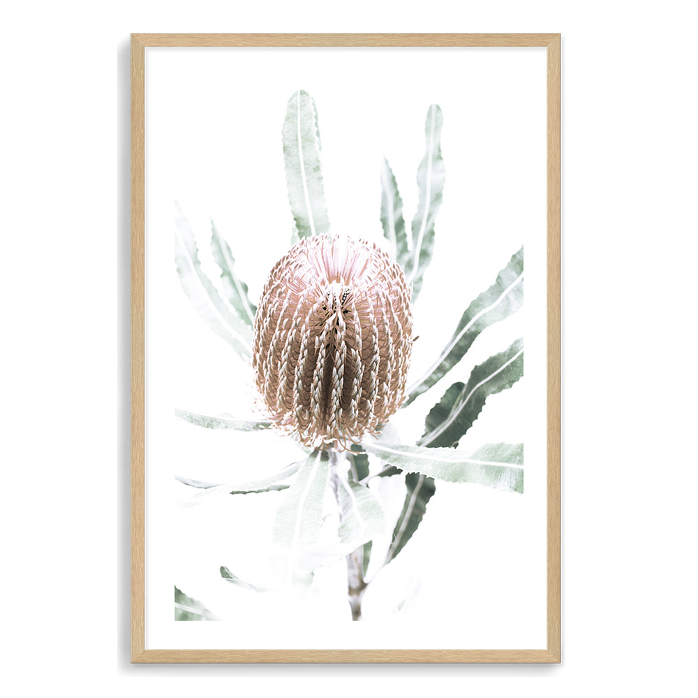 A beautiful peach Australian native Banksia flower B is featured in this floral art print. 