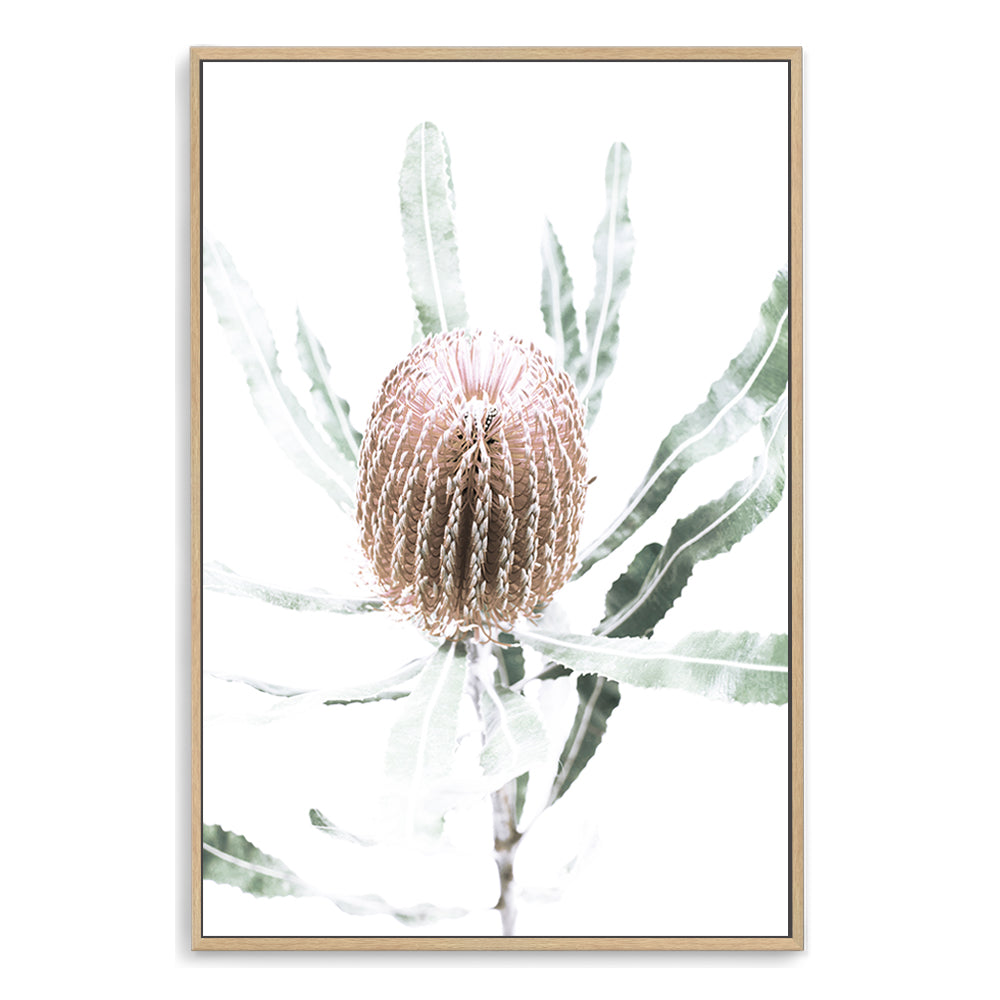 A stretched canvas wall art print of a beautiful peach Australian native Banksia flower B available framed or unframed.