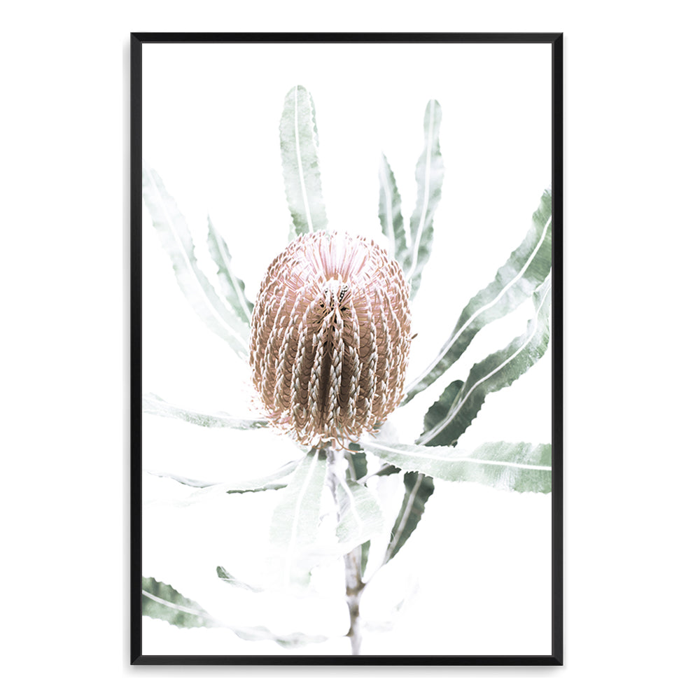 A stretched canvas wall art print of one beautiful peach Australian native Banksia flower B available in a timber, black or white frame.