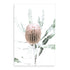 Featuring a stretched canvas wall art print of a beautiful peach Australian native Banksia flower B available in a timber, black or white frame.