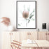 A wall art print of one beautiful peach Australian native Banksia flower B available unframed or framed. 