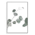 This artwork of the lovely green muted tones of the Australian Native Eucalyptus Leaves B is available unframed or framed. 