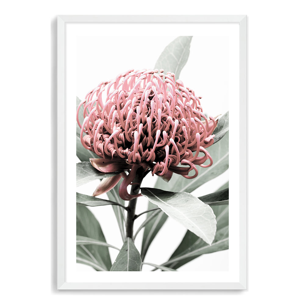 A beautiful floral wall art of a beautiful red Australian native waratah flower A and muted green leaves in the background, available unframed or framed.