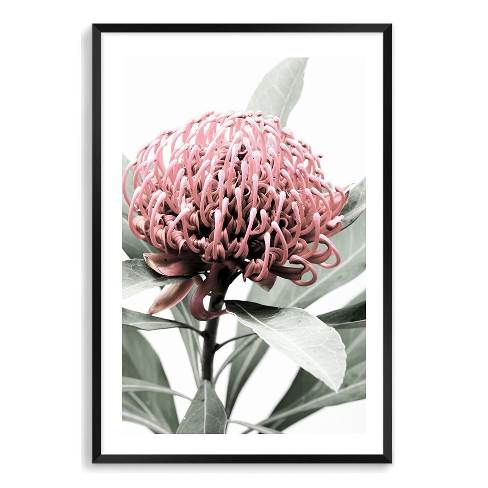 A floral artwork featuring a beautiful red Australian native waratah flower A and muted green leaves in the background, available framed or unframed.