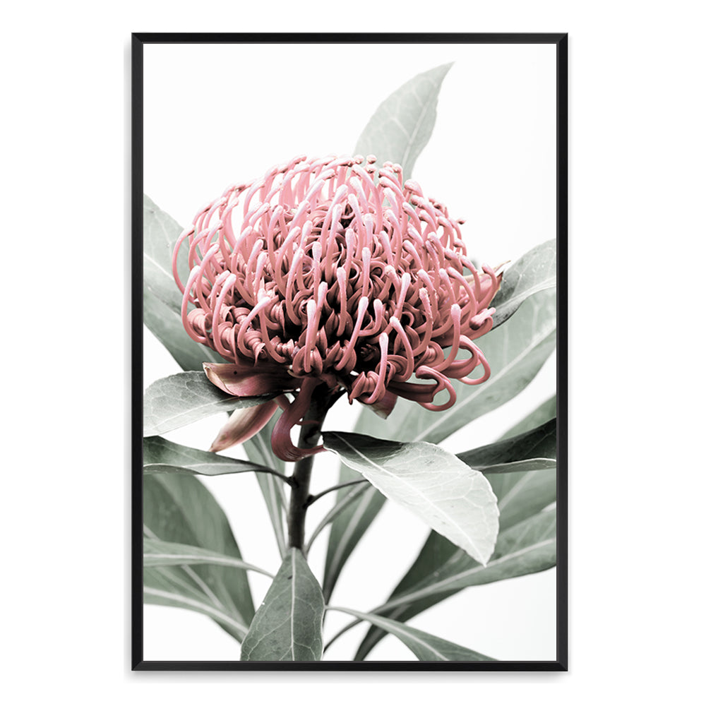 A beautiful floral wall art featuring a beautiful red Australian native waratah flower A and muted green leaves in the background, available in canvas and art prints.
