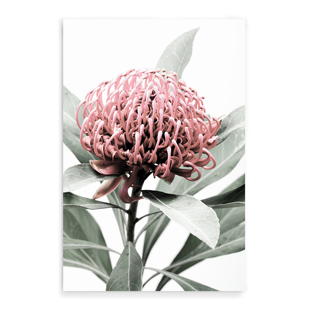 A beautiful floral artwork featuring a beautiful red Australian native waratah flower A and muted green leaves in the background, available in canvas and art prints.
