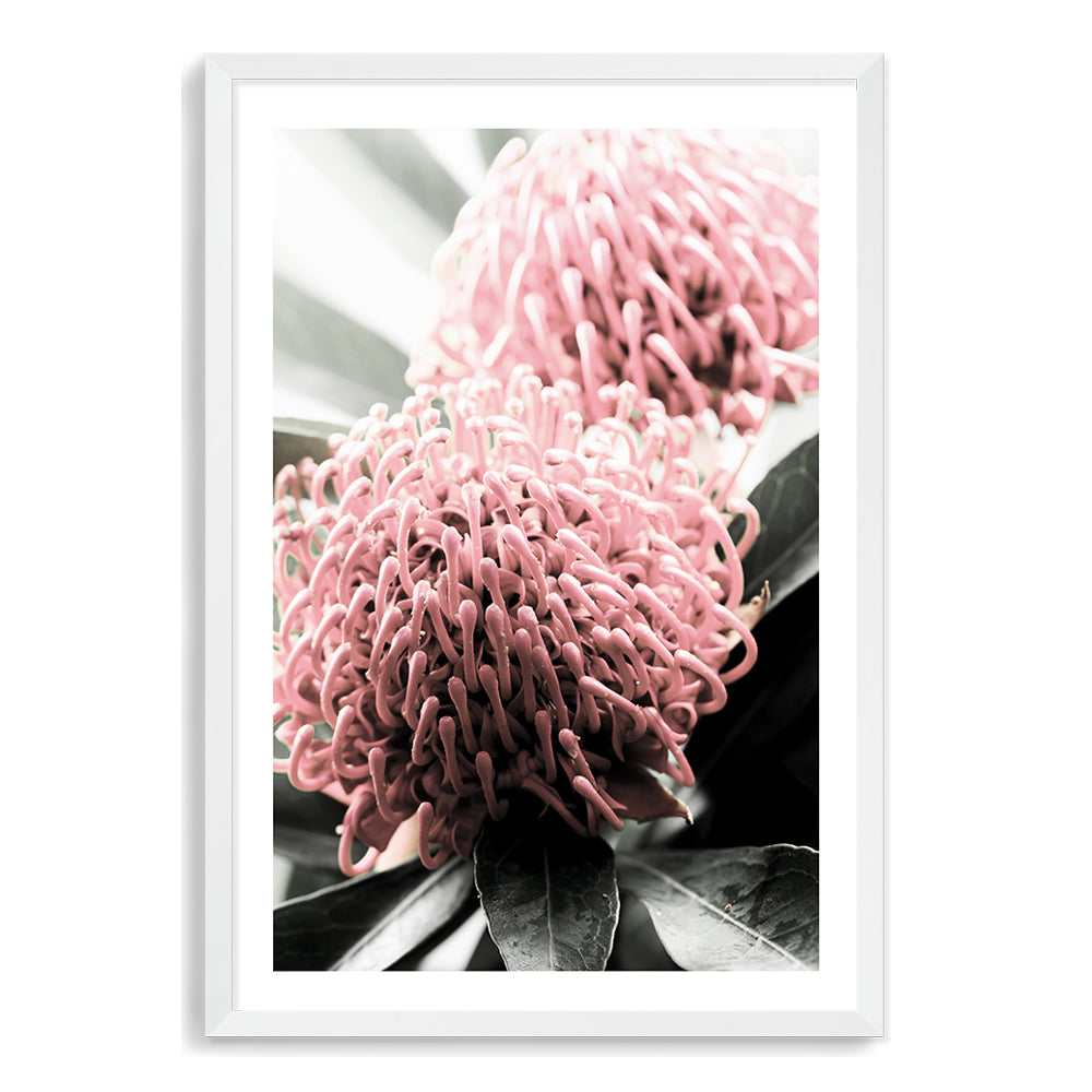 This floral art print features two beautiful red Australian native Waratah flowers with muted green leaves in the background