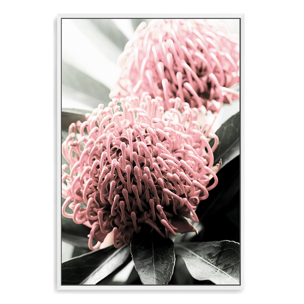 A stretched canvas floral wall art print featuring two beautiful red Australian native Waratah flowers with muted green leaves in the background, available framed or unframed.