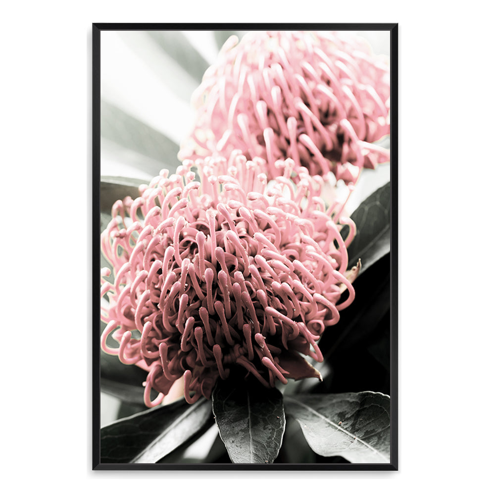 A floral photographic artwork in canvas featuring two beautiful red Australian native Waratah flowers with muted green leaves in the background, available framed or unframed.