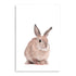 Featuring the Animal Baby Bunny Rabbit photo art print.