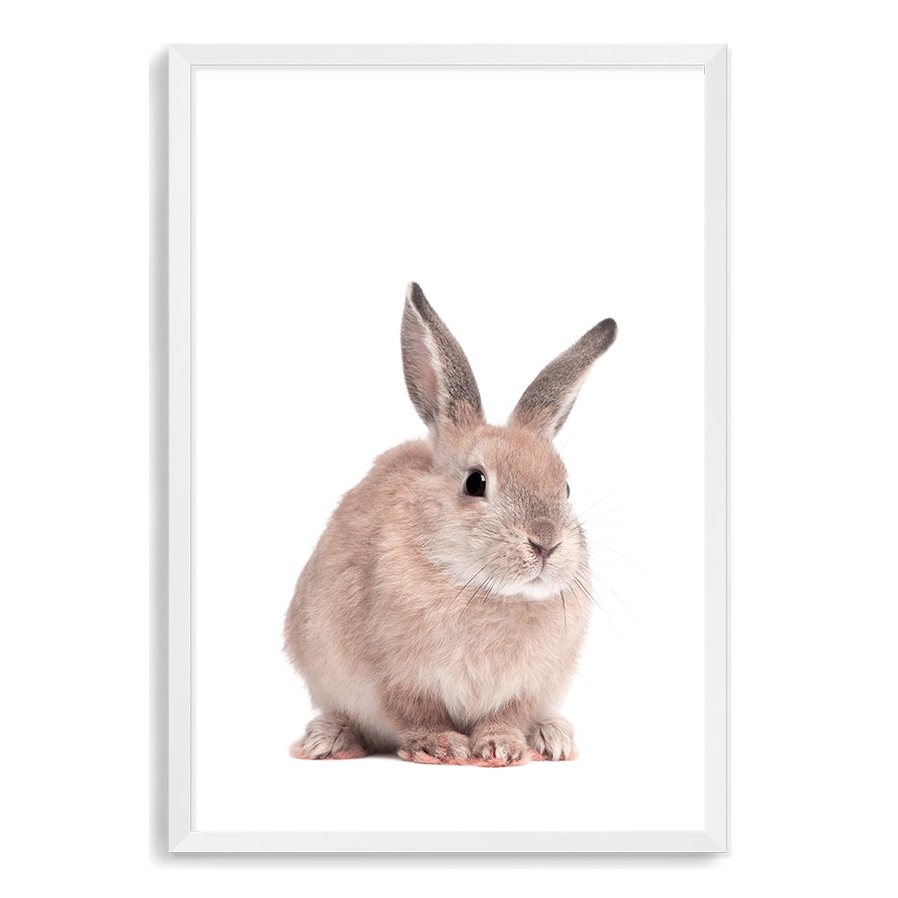 The Animal Baby Bunny Rabbit photo art print, available in an unframed poster print, stretched canvas or with a timber, white, black frame.