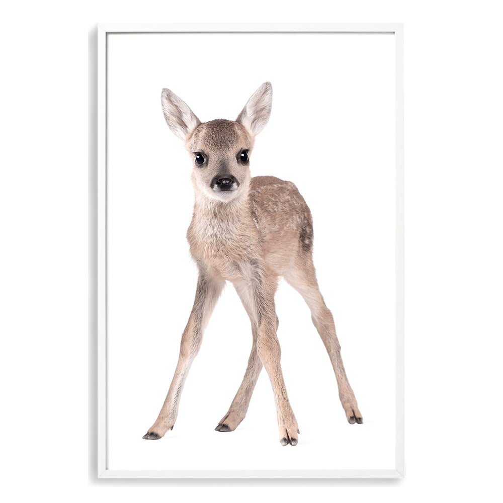 A lovely Animal Baby Deer photo art print, available in an unframed poster print, stretched canvas or with a timber, white or black frame.