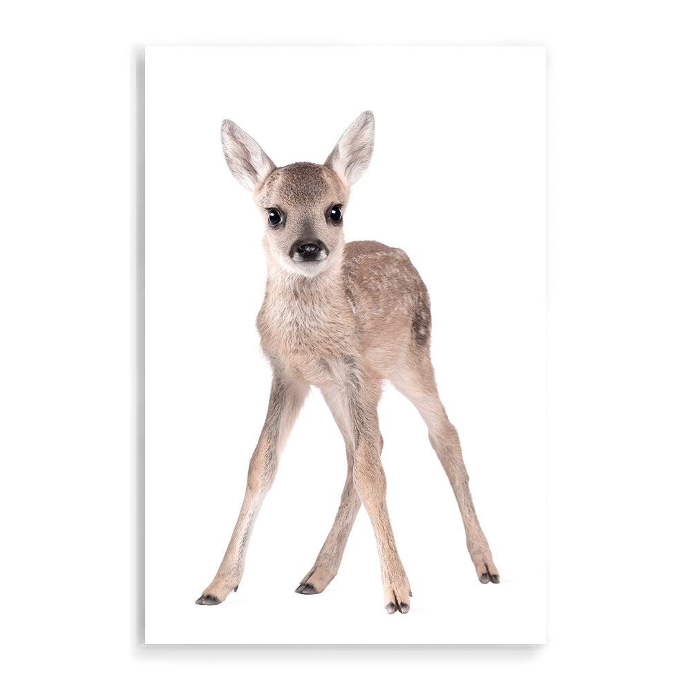 The gorgeous Animal Baby Deer photo art print, available in an unframed poster print, stretched canvas or with a timber, white or black frame.