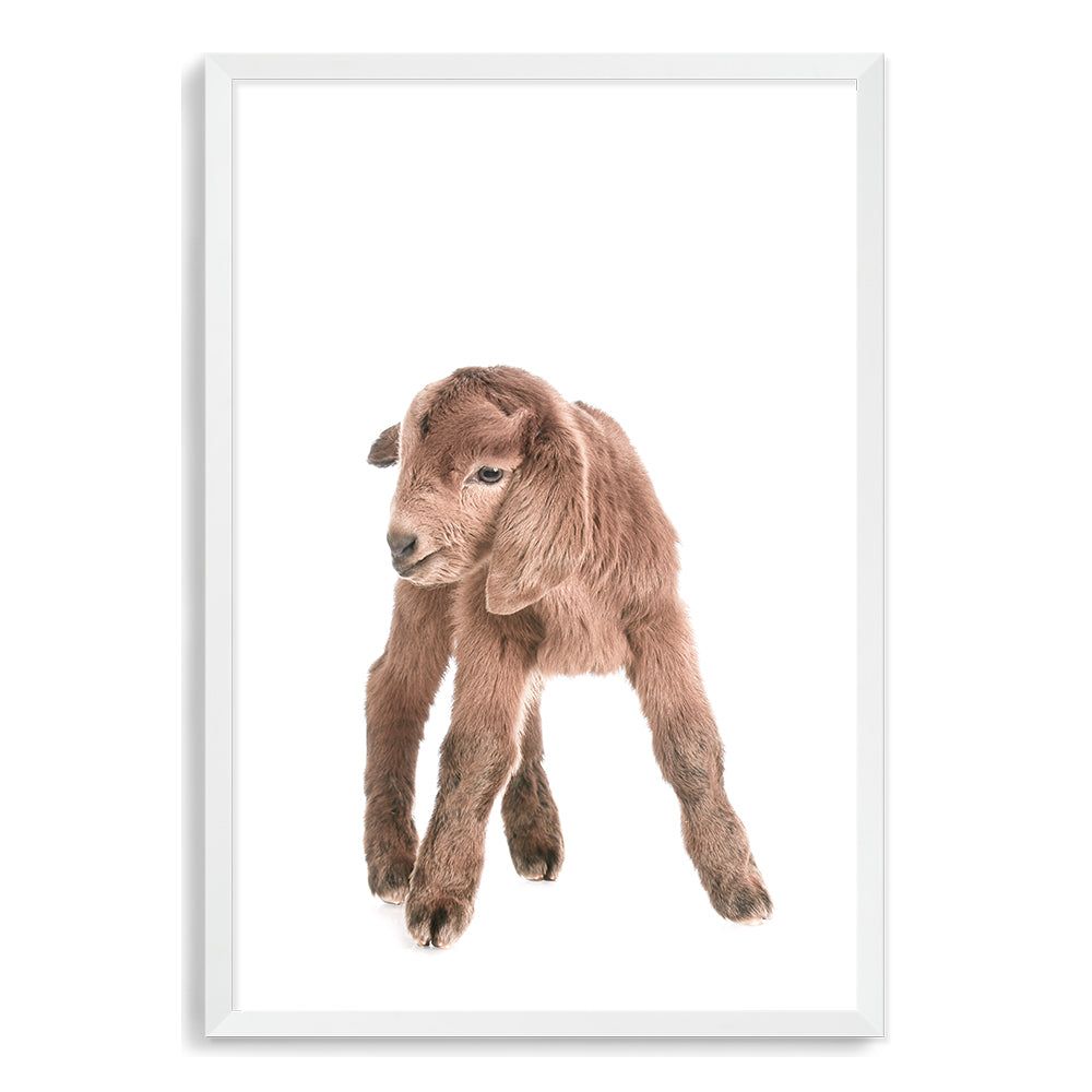 Featuring the adorable animal Baby Goat photo art print, available in an unframed poster print, stretched canvas or with a timber, white or black frame.