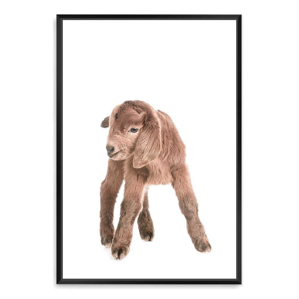 Featuring the animal Baby Goat photo art print, available in an unframed poster print, stretched canvas or with a timber, white and black frame.