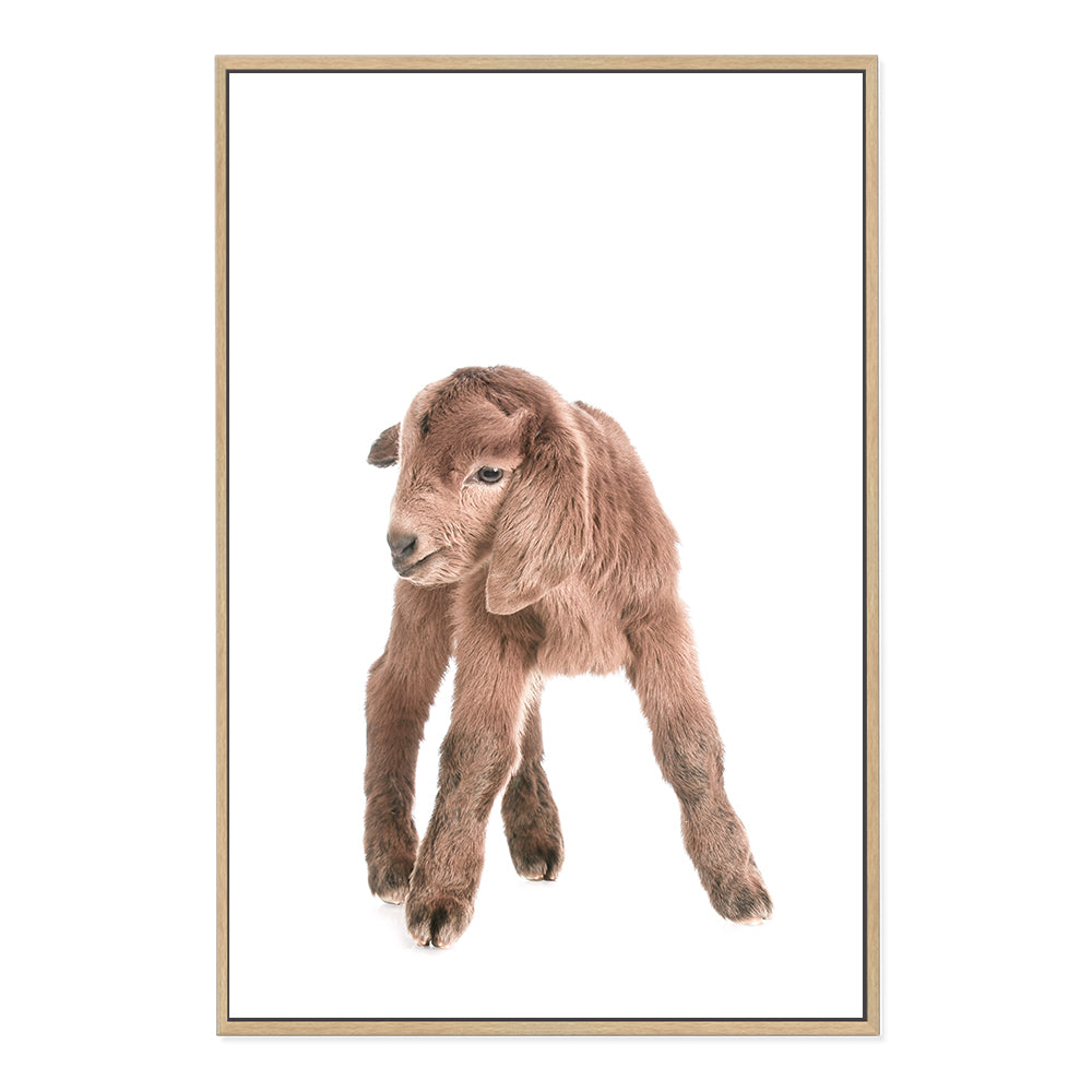 A cute Baby Goat photo art print, available in an unframed poster print, stretched canvas or with a timber, white or black frame.