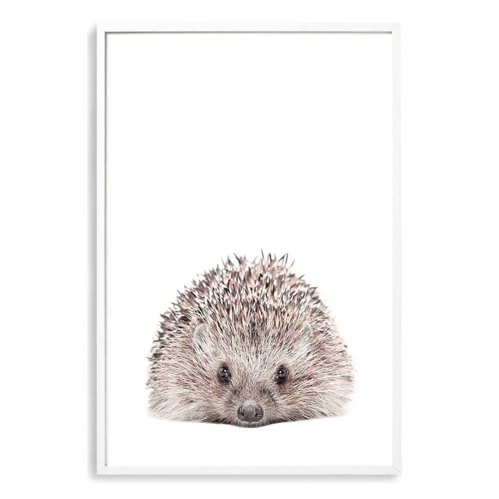The lovely Animal Baby Hedgehog photo art print, available in an unframed poster print, stretched canvas or with a timber, white or black frame.