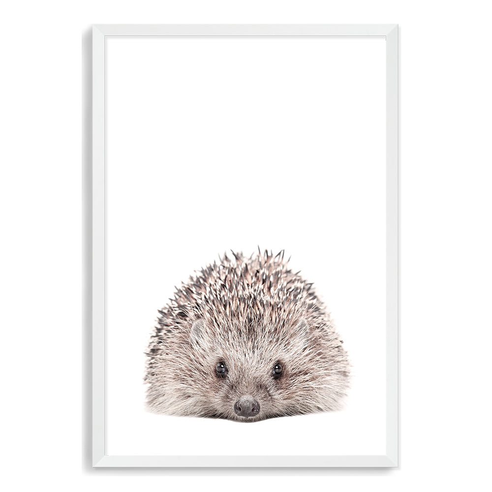 Featuring the Animal Baby Hedgehog photo art print, available in an unframed poster print, stretched canvas or with a timber, white and black frame.