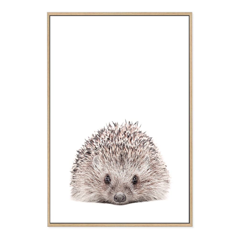 A gorgeous Baby Hedgehog photo art print, available in an unframed poster print, stretched canvas or with a timber, white or black frame.