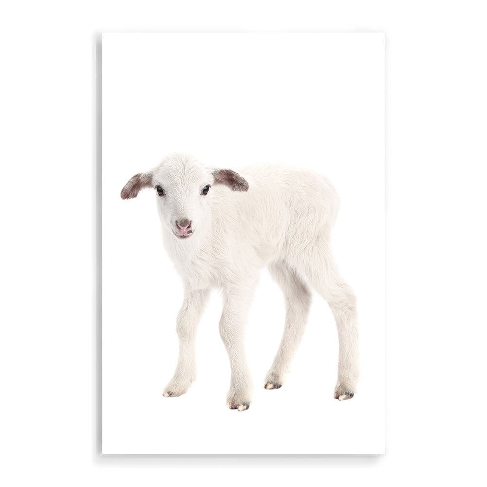 Featuring the animal Baby Lamb photo art print, available in an unframed poster print, stretched canvas or with a timber, white or black frame. for your nursery
